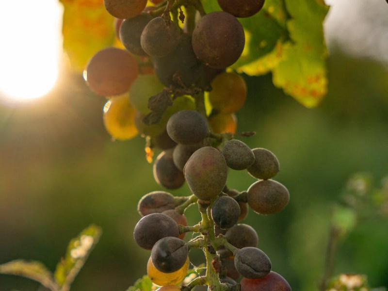 Resveratrol ve Yaşlanma: Gençlik İksiri&nbsp;mi?